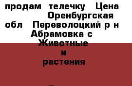 продам  телечку › Цена ­ 12 000 - Оренбургская обл., Переволоцкий р-н, Абрамовка с. Животные и растения » Другие животные   